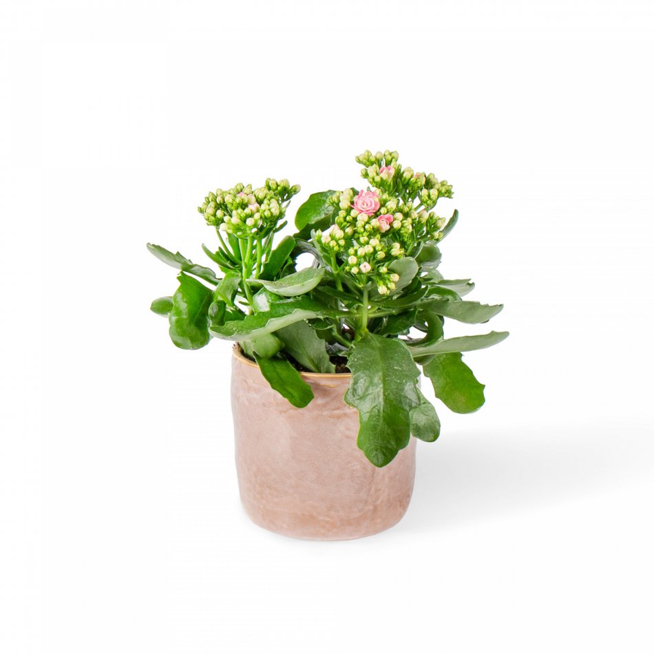 Plant Kalanchoë