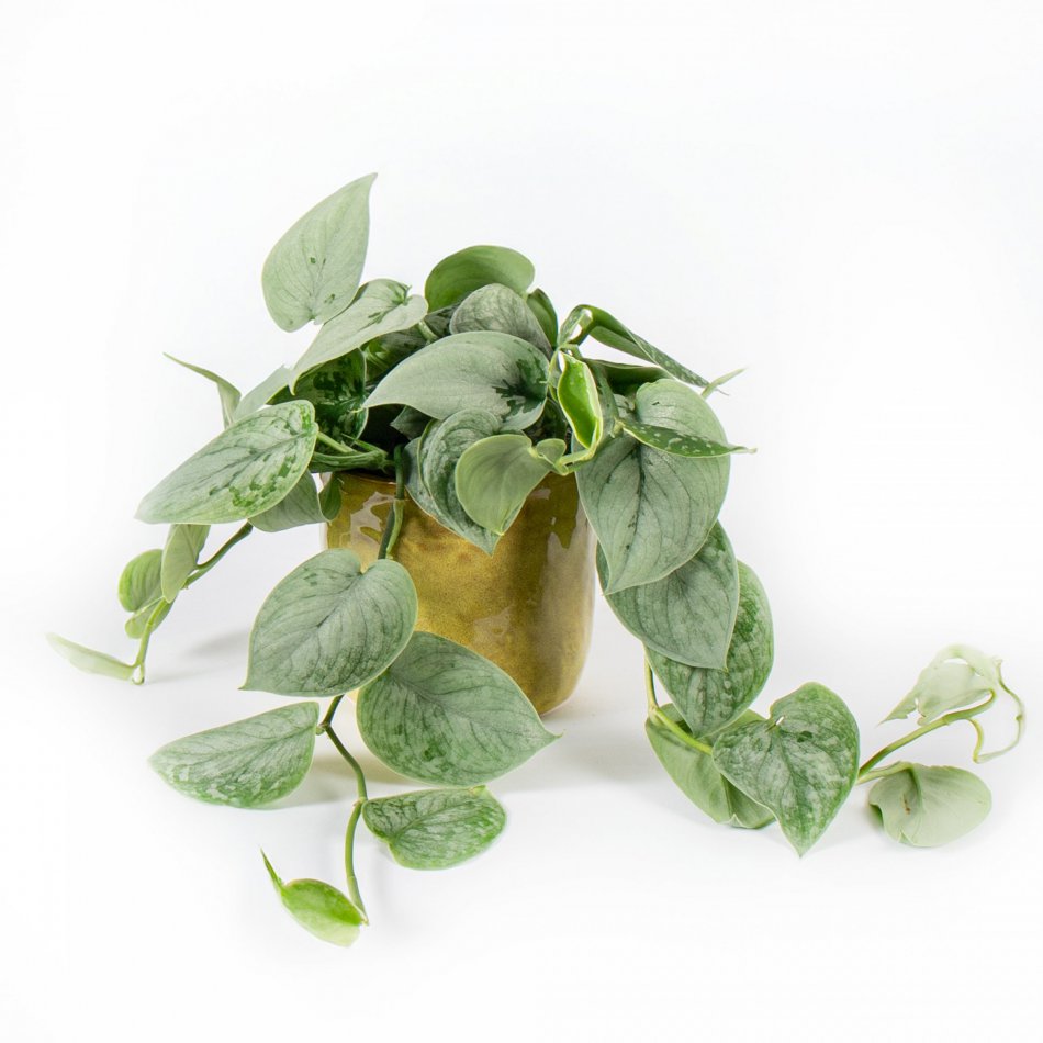 Plant Scindapsus